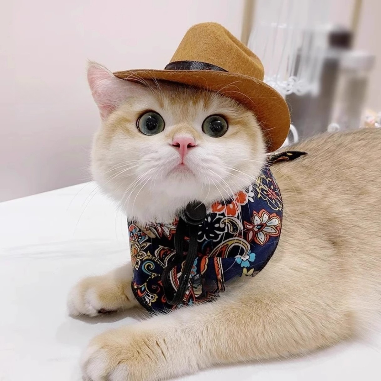  Cat Cowboy Hat Pet Head Acce - đánh giá và giá Cowboy Hat Straw
